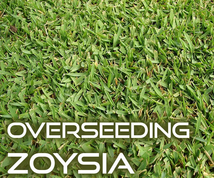 How To Overseed A Zoysia Grass Lawn Lawn And Petal
