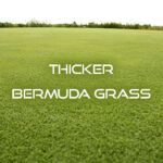 thicker bermuda grass title