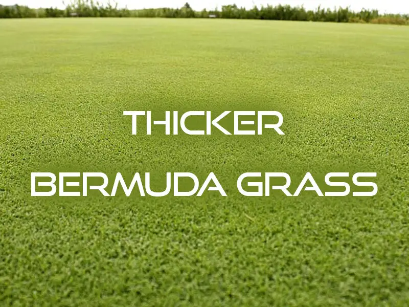thicker bermuda grass title