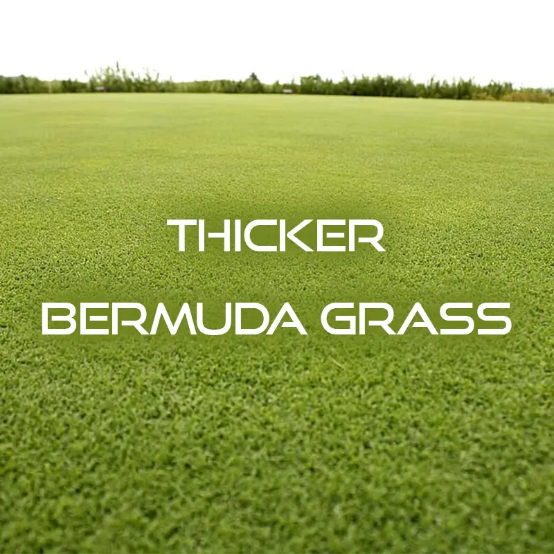 How to Make Bermuda Grass Thicker 8 Simply Steps