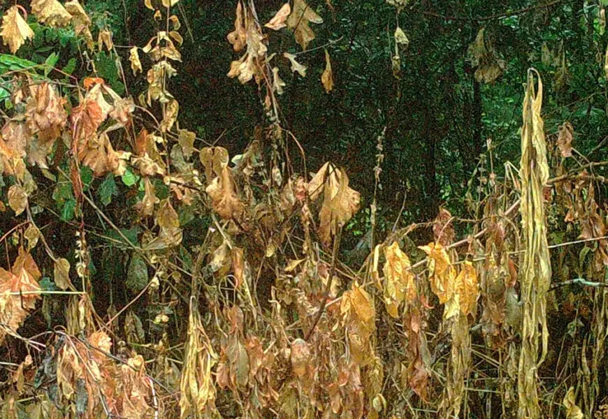 Heavy Brush Killer Herbicides That Kill Thick Brush Lawn and Petal