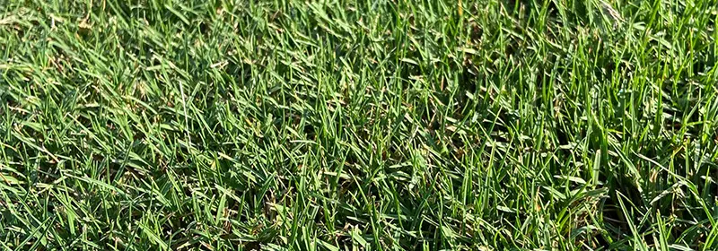 Thick, Healthy Bermuda Grass