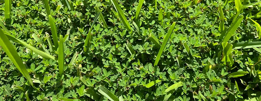 Weeds growing in bermuda