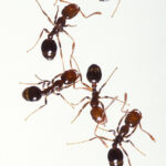 fire-ant-2