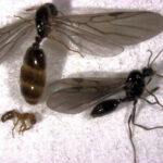 fire-ant-3