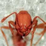 fire-ant-4