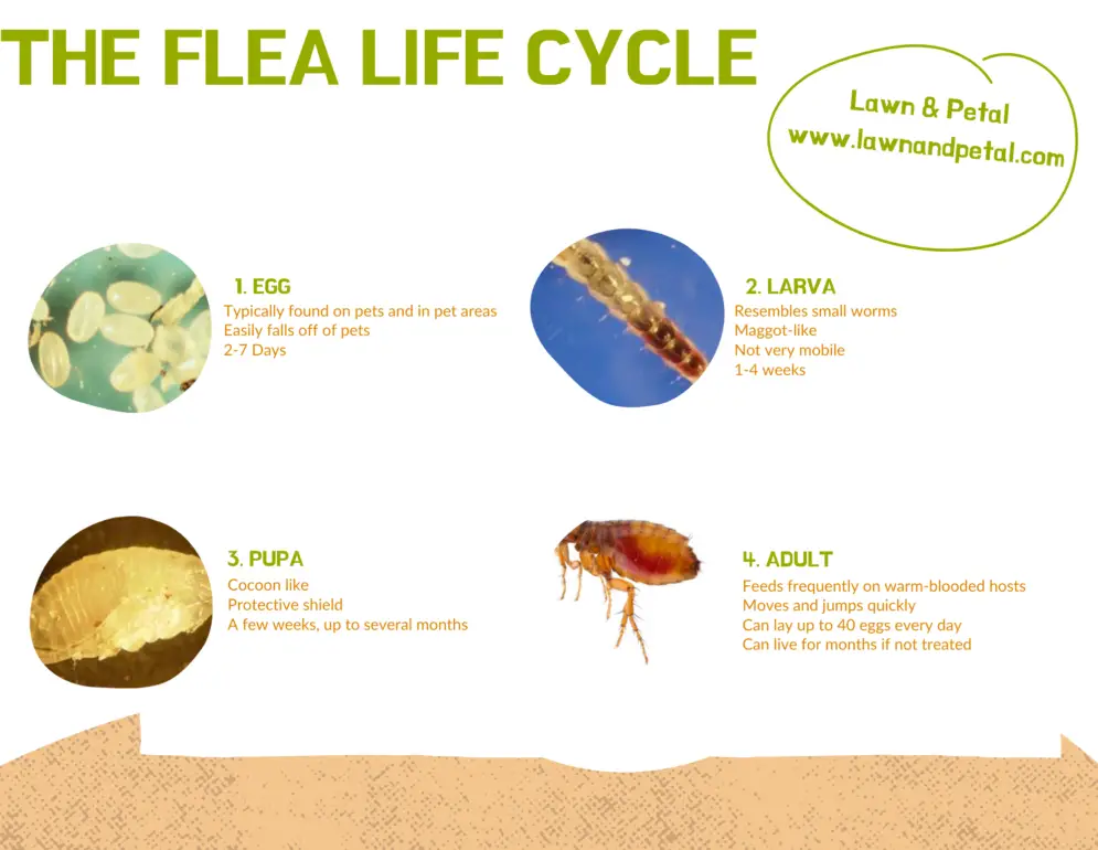 Sevin Dust One of the Best Pesticide Dusts Lawn and Petal