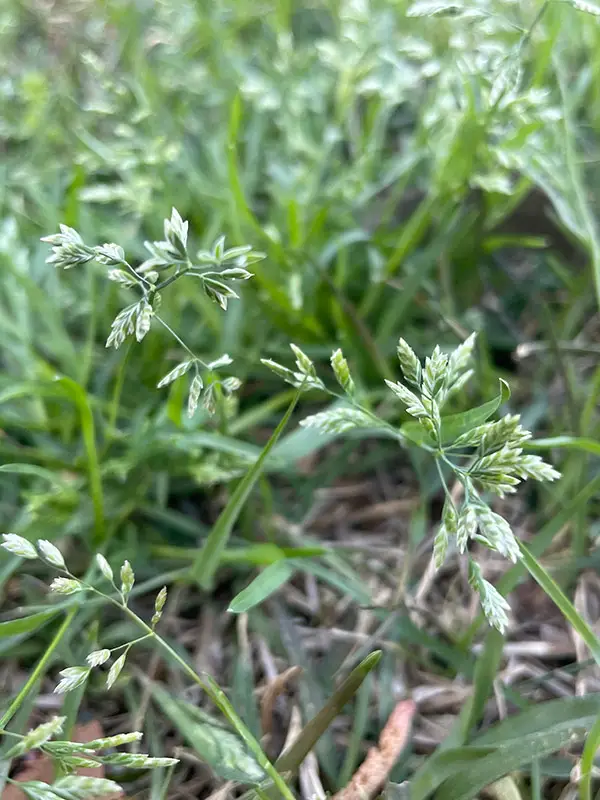 annual-bluegrass-weed