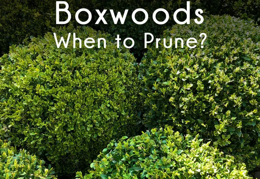When to Prune Boxwood With Tips on How to Do So Lawn and Petal