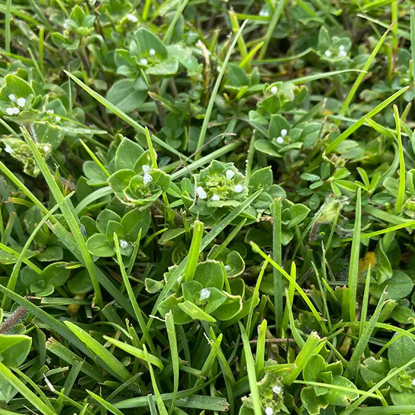 florida pusley weed