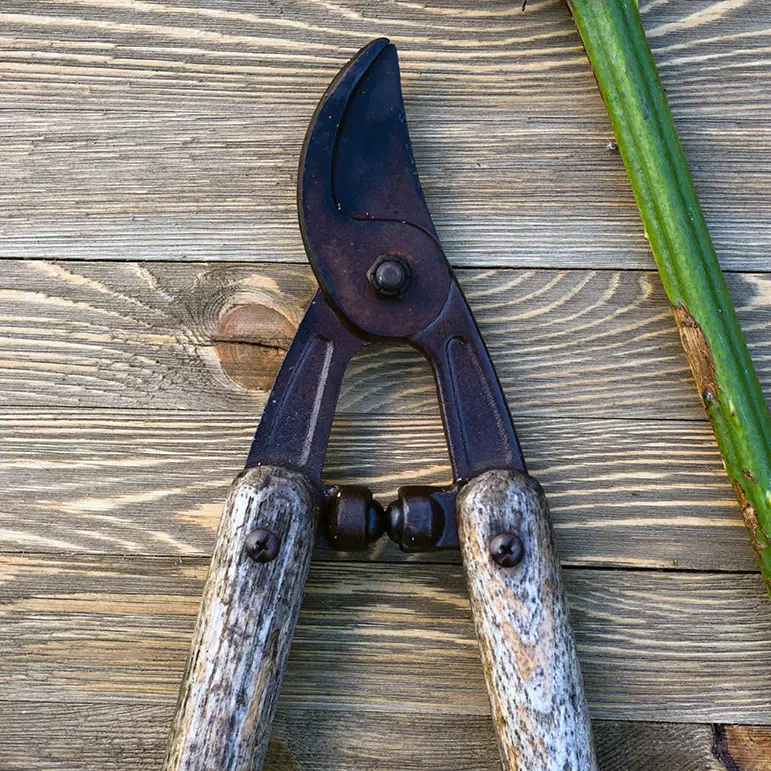 lopper pruning shears