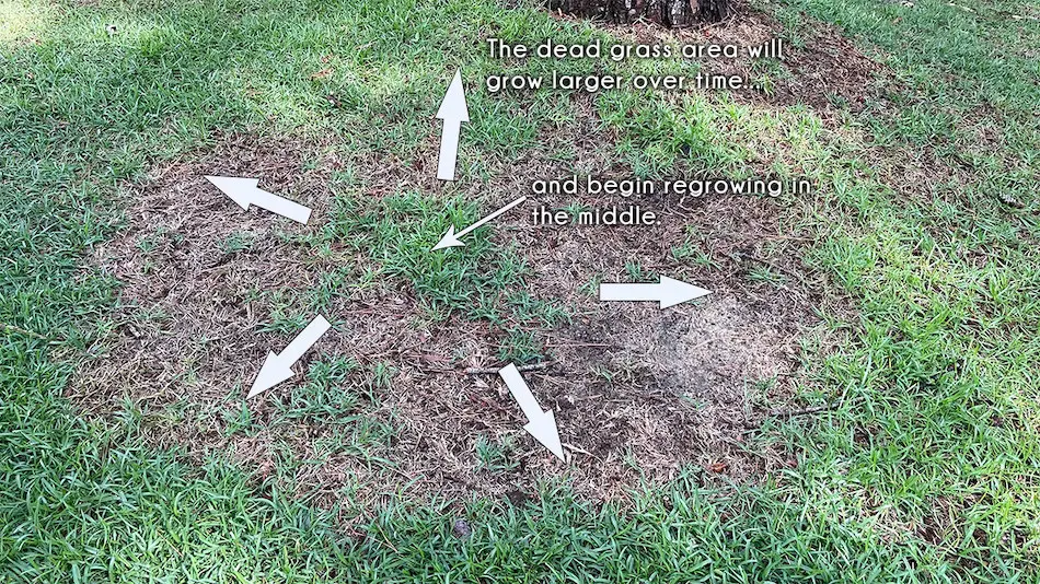Signs of Centipede Grass Fungus in a Centipede Lawn