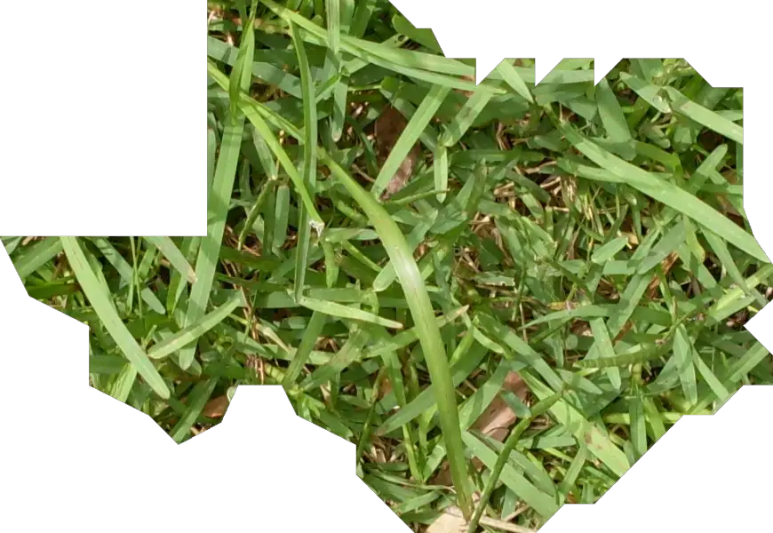 Best Grass For Texas Lawn and Petal