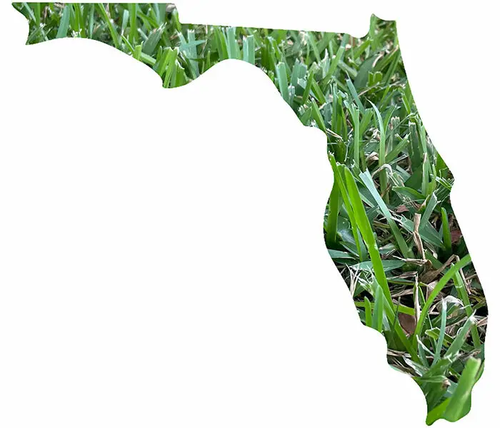 The Best Grasses for Florida Lawn and Petal
