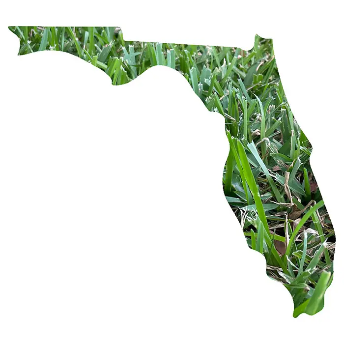 The Best Grasses for Florida Lawn and Petal